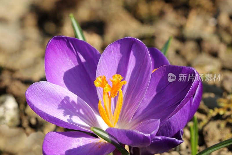 学名Crocus biflorus